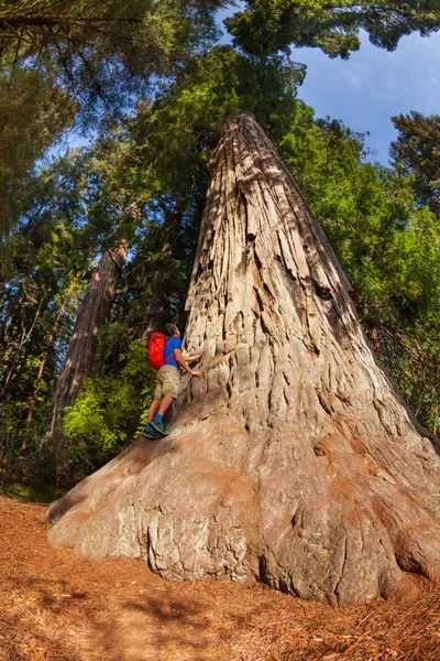 Man climbs on big tree — Stock Photo, Image