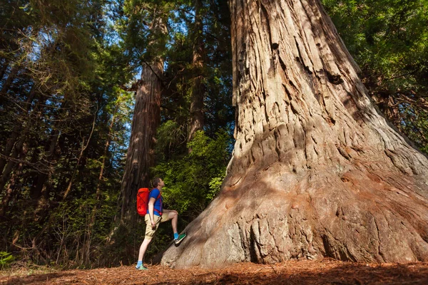 Guy stands near big tree — Stock Photo, Image
