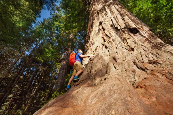 L'uomo sale su un grande albero — Foto Stock