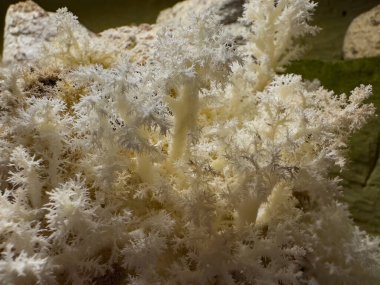 Hericium erinaceus ya da aslan yelesi yeraltı mantar çiftliği yenilebilir mantarında yetişir ve geleneksel Çin tıbbında kullanılır.