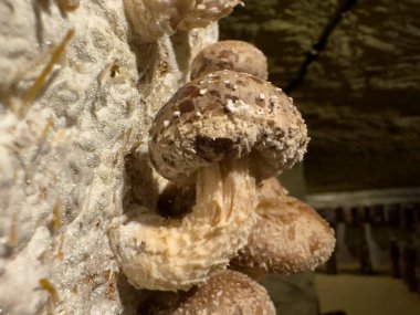 Several shiitake mushrooms grow together on a bright growing substance cultivated in cavern