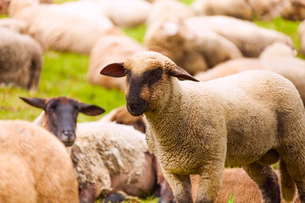 Ovejas en el pasto en el campo verde — Foto de Stock