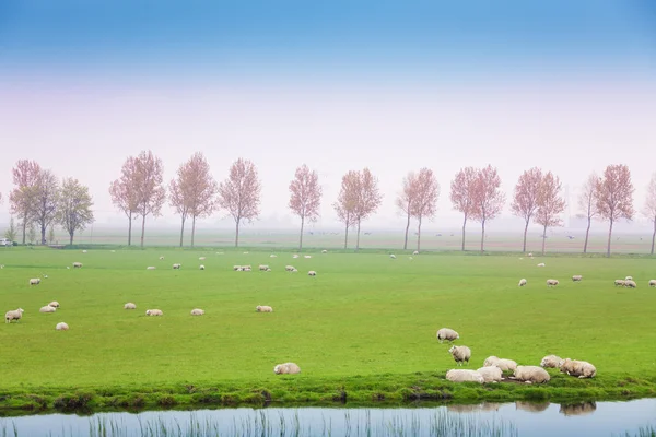 Moutons sur le pâturage dans le champ vert — Photo