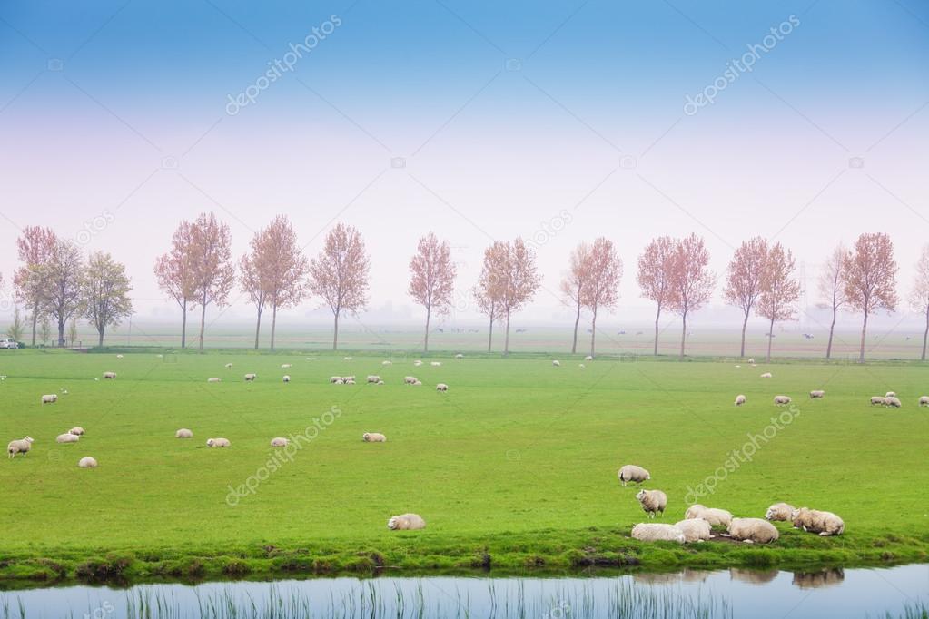 sheep on pasture in the green field