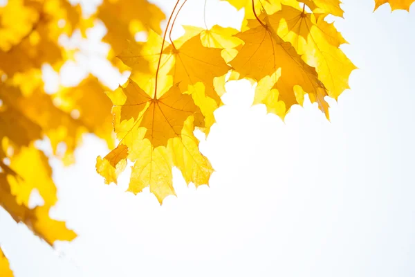 Autumn maple leaves — Stock Photo, Image