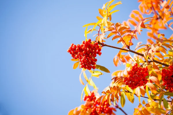 Червоне листя дерева суниці з ягодами — стокове фото