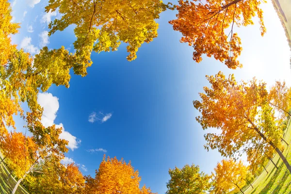 Árboles de arce de otoño — Foto de Stock