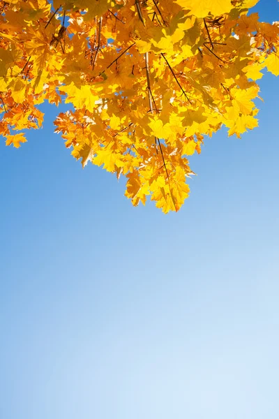 Autumn maple leaves Stock Image