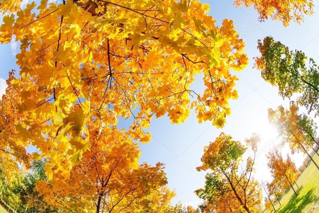 autumn maple trees