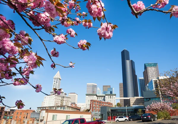 Fiori di ciliegio e vista sulla città di Seattle — Foto Stock