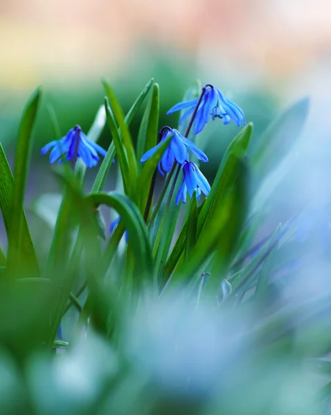 Eerste lente bloemen, blauw sneeuwklokjes in tuin. — Stockfoto
