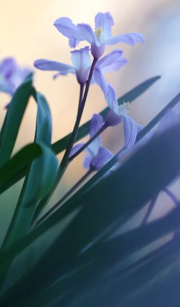 Wild spring flowers close-up. soft focus, blur flower — Stock Photo, Image
