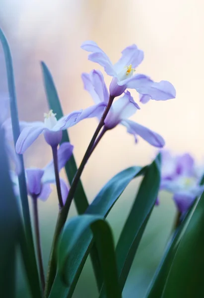 野生のばねの花のクローズ アップ。ソフト フォーカス、ぼかし花 — ストック写真