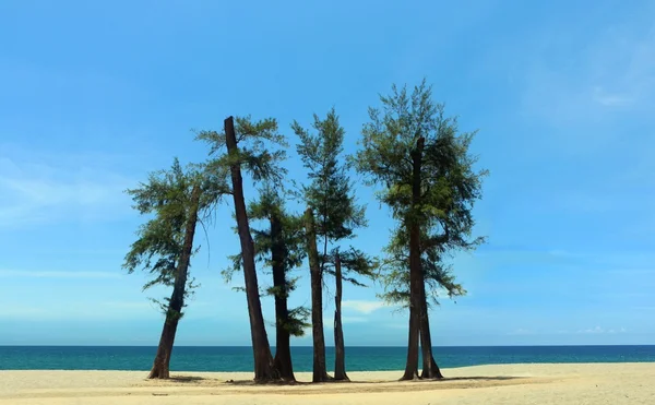Drzewa na plaży — Zdjęcie stockowe