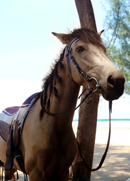 Caballo de pie cerca de la playa — Foto de Stock