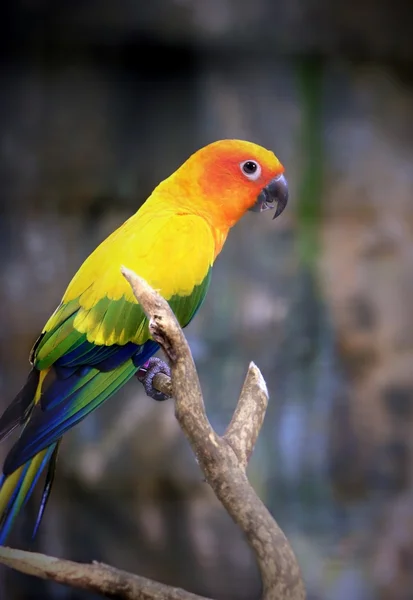 枝にとまる美しい太陽インコ鳥 — ストック写真