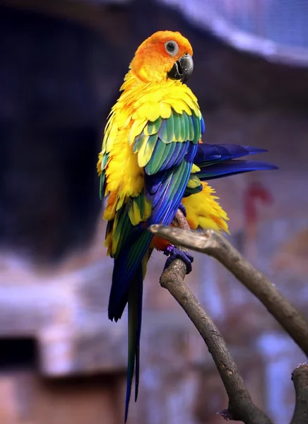 太陽の木の枝にインコ鳥 — ストック写真