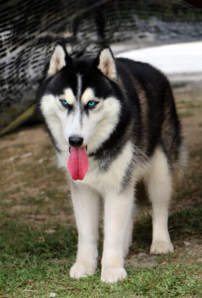 Siberiano husky de pie — Foto de Stock