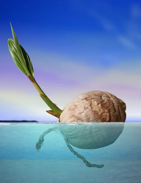 Sementes de coco à deriva no mar sob o céu azul — Fotografia de Stock