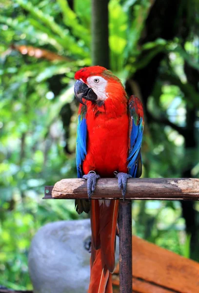 나무 기둥에 서 있는 앵무새 — 스톡 사진