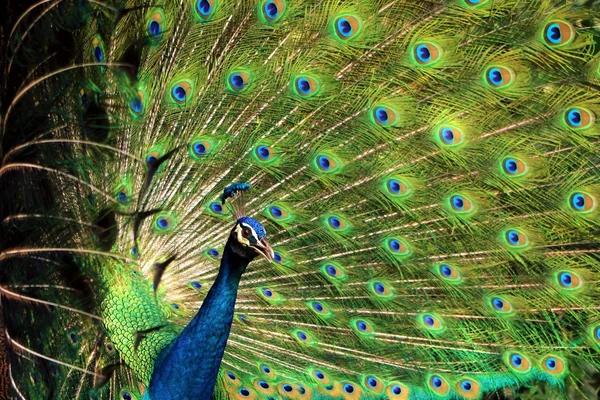 Portrait of peacock with feathers stand out — Stock Photo, Image