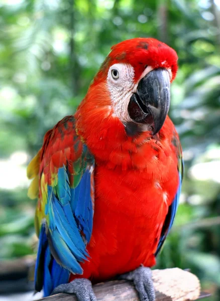 Papegoja i nära upp — Stockfoto