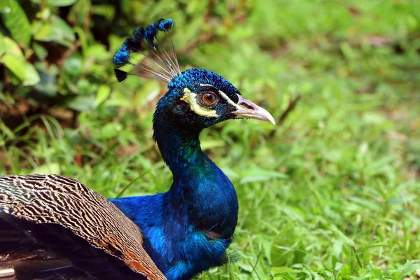 Pavão cabeça de perto — Fotografia de Stock