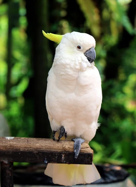 Vit papegoja sitter på trä — Stockfoto