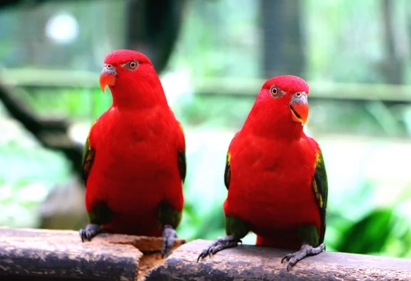 Kırmızı papağan çifti — Stok fotoğraf