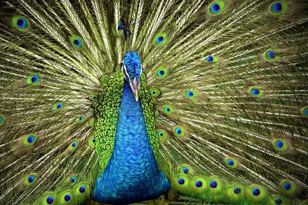 Pavão azul-indiano — Fotografia de Stock