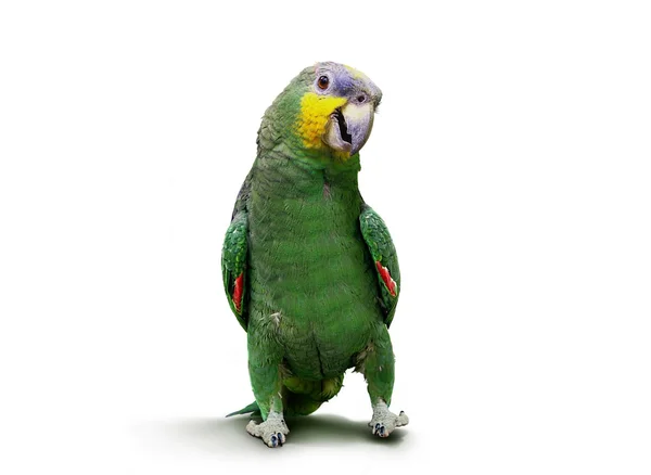 Parrot wandel- en dansen over Wit — Stockfoto