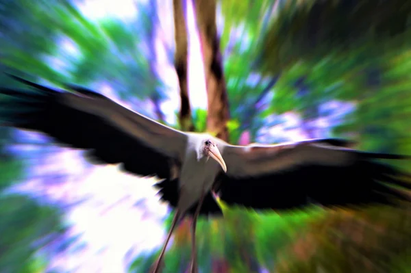 Geel gefactureerd Stork vogel met het vliegen in het forest — Stockfoto