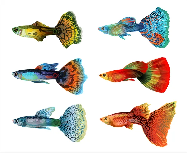 Sechs bunte Aquarienfische — Stockvektor