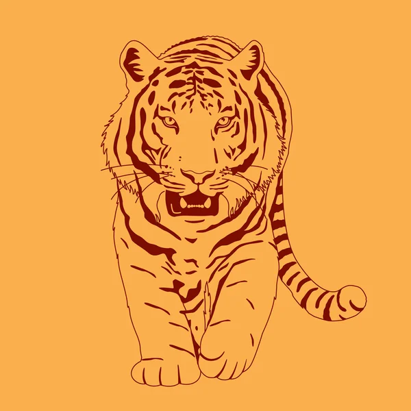 Tigre — Vector de stock