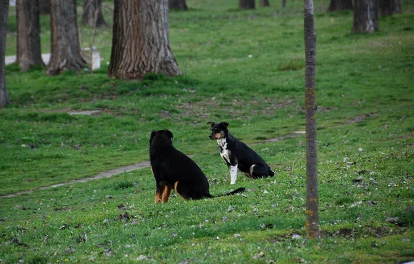 Two dog friends