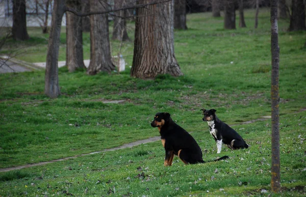 Dos amigos perros — Foto de Stock