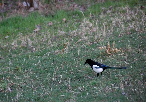 Elster im Gras — Stockfoto