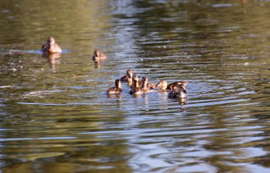 Ördek ve ördek yavruları