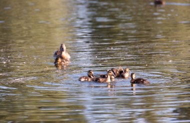 Ördek ve ördek yavruları