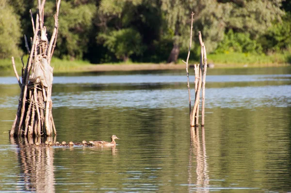 Duck and ducklings — Stock Photo, Image