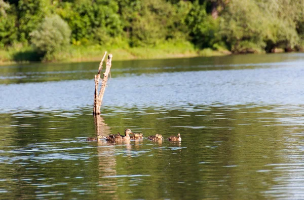 Duck and ducklings — Stock Photo, Image