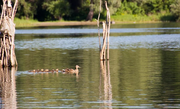 Duck and ducklings — Stock Photo, Image