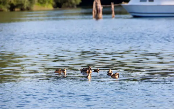 Duck and ducklings — Stock Photo, Image
