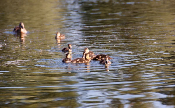 Pato e patinhos — Fotografia de Stock