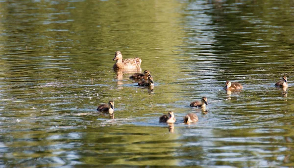 Ente und Entchen — Stockfoto