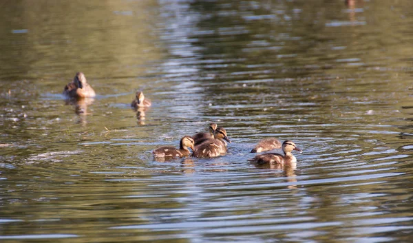 Ente und Entchen — Stockfoto