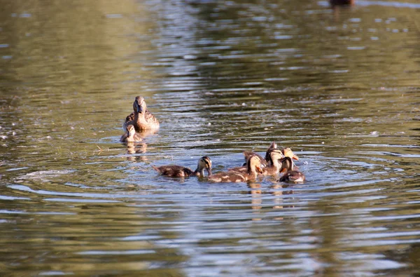 Pato e patinhos — Fotografia de Stock