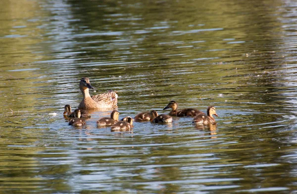 Duck and ducklings — Stock Photo, Image