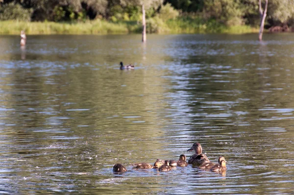 Duck and ducklings — Stock Photo, Image