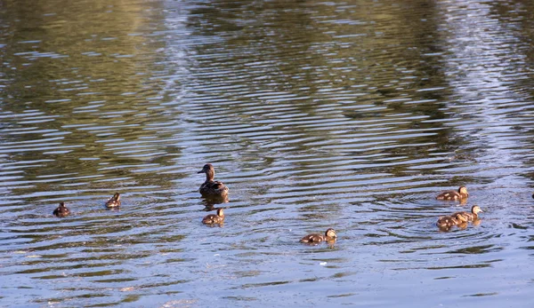 Duck and ducklings — Stock Photo, Image